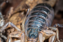 Arizona Desert Hairy Scorpion (Hadrurus Arizonensis)