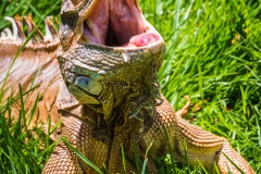 Chet sunning himself on the grass.