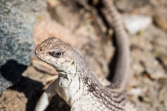 Desert Iguana doing a Bhujangasana (Cobra) Pose