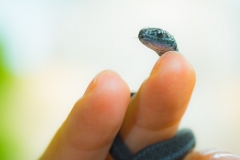 Melanistic Northwestern Blue-Striped Garter Snake