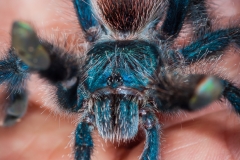 Metallic Pink Toe Tarantula