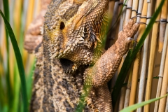 A Dragon's Portrait